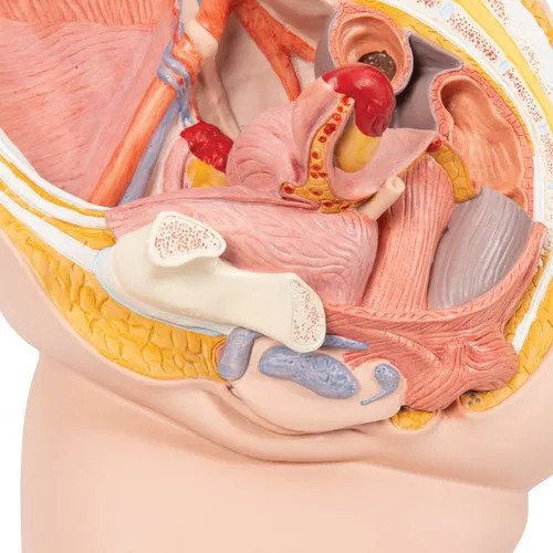 Pelvis Model