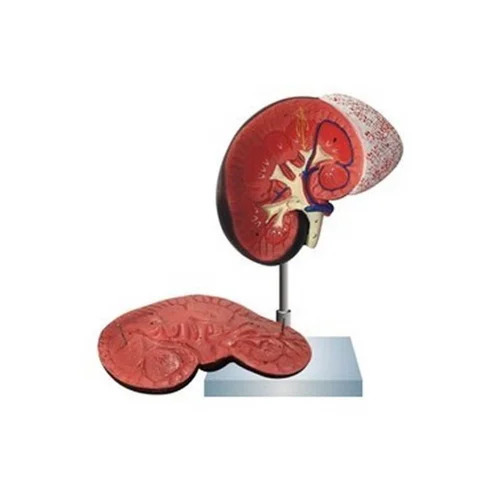Human Kidney Model