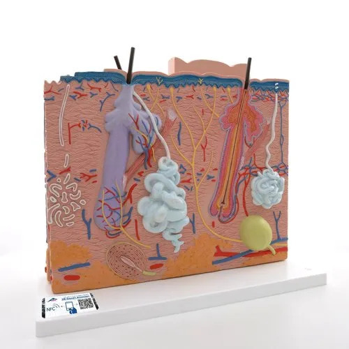 Human Skin Model