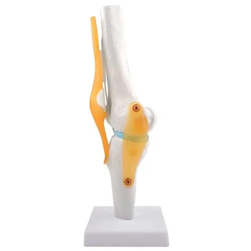 Knee Joint Model Flexible