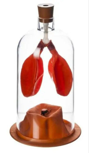 Lung Demonstration Model