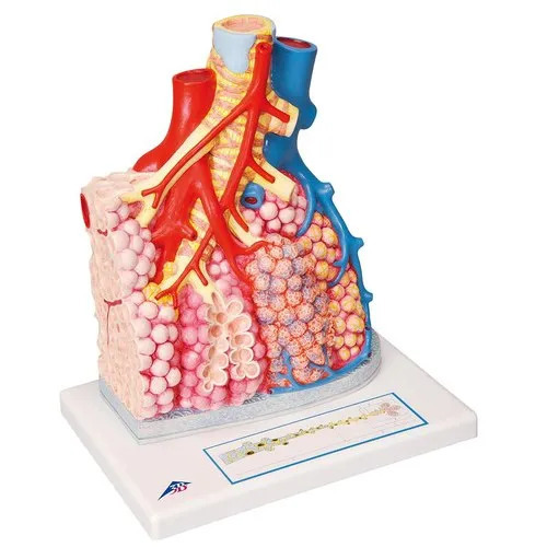 Magnified Pulmonary Alveoli Model