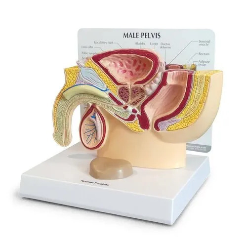Male Pelvis Section Model