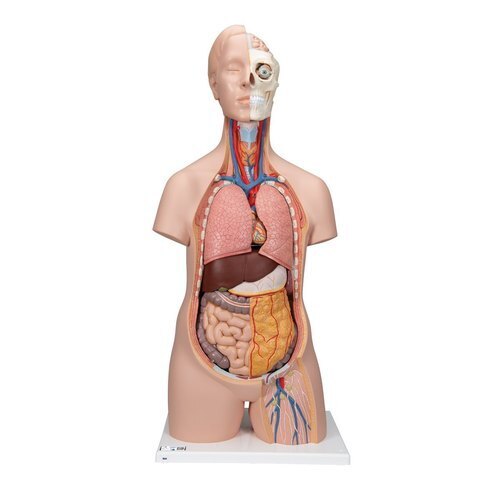 Male Torso Model Mini