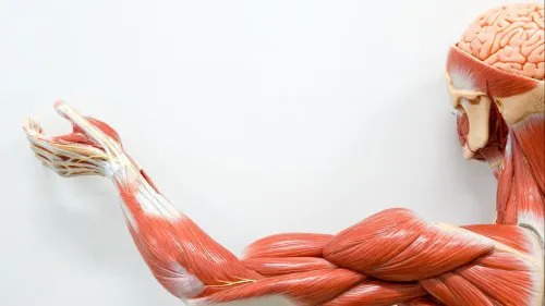 Muscles Of Arm With Main Vessels And Nerves