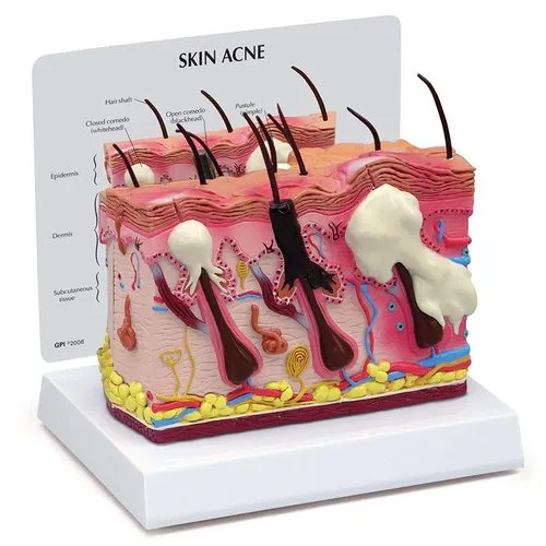 Skin Anatomical Model
