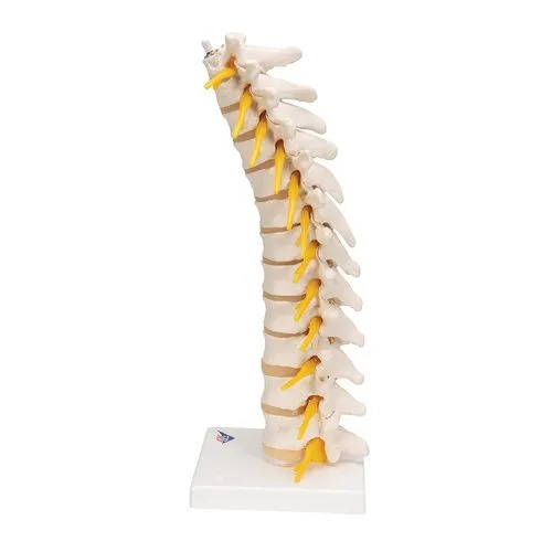 Thoracic Spinal Column