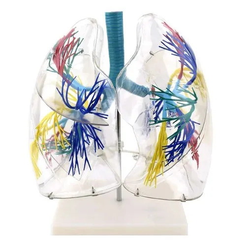 Transparent Lungs Segment Model