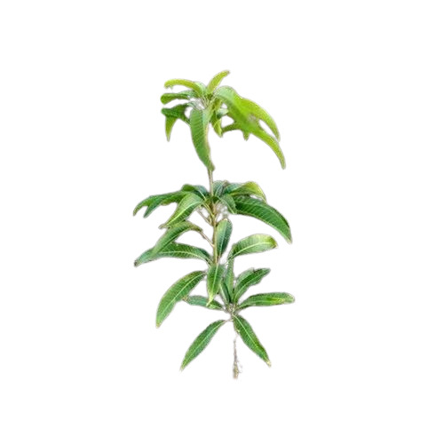 01 Organic Mango Plant