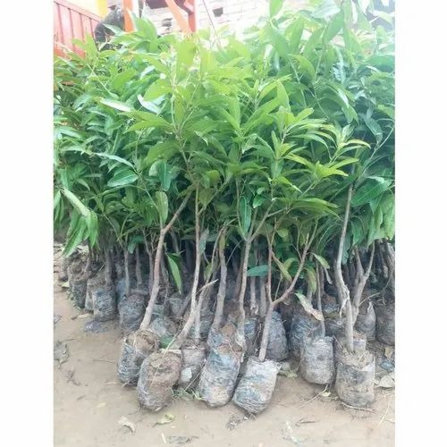 Amrapali Mango Plant