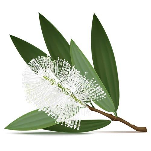 Cajeput Oil
