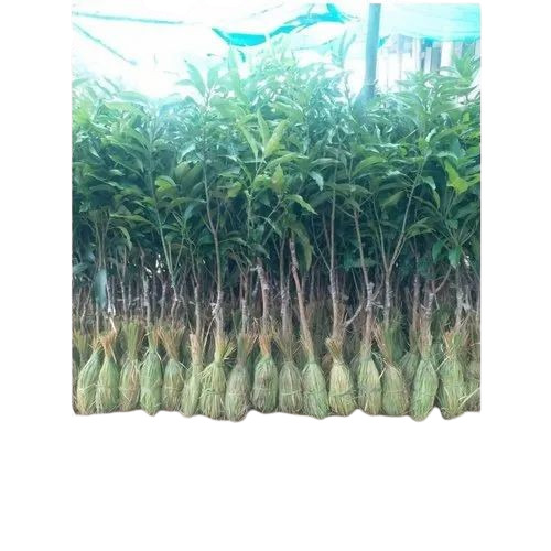 Fresh Dasheri Mango Plant