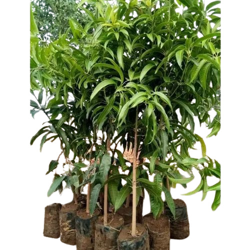 Kesar Mango Fruit Plant