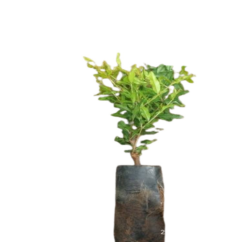 Sarad King Pomegranate Plants