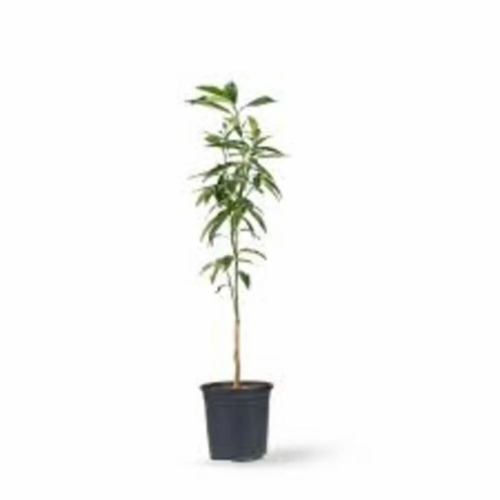 Sweet Lemon Plant