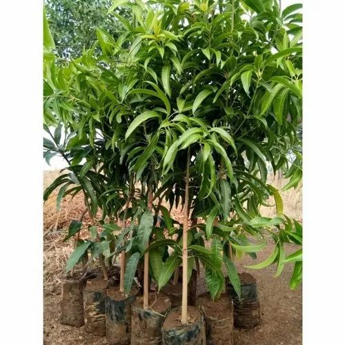 Totapuri Mangoes Plant