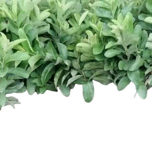 01 G Vilas Guava Plants