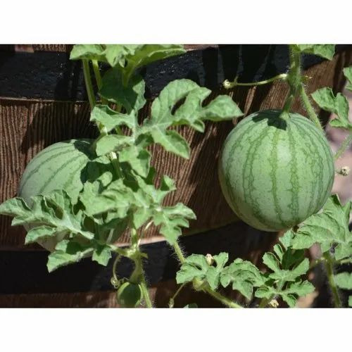 01 Watermelon Fruit Plant