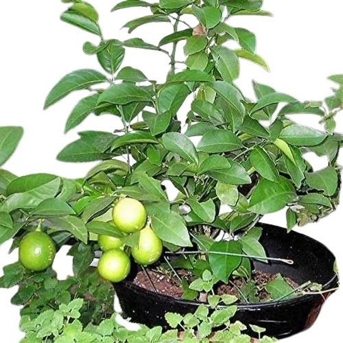 12 Masi Lemon Plant