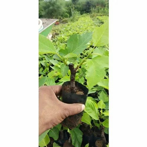 Anjeer Fig Plants