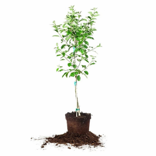 Anna Apple Plant