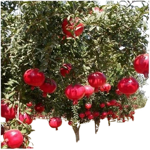 Bhagwa Pomegranate Plant