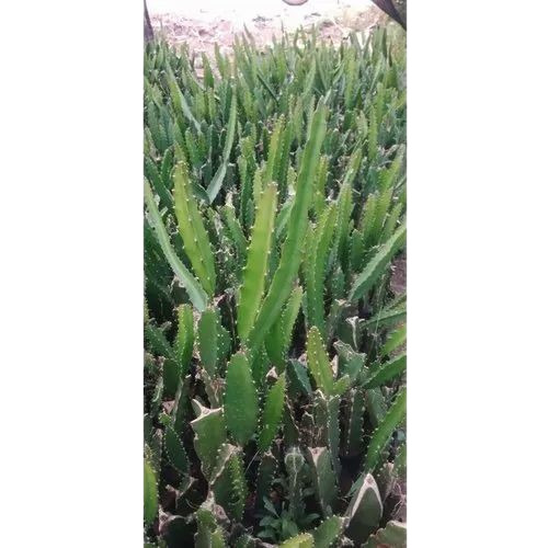 Dragon Fruit Plant