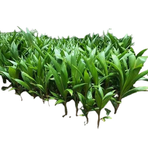 Dxt Hybrid Coconut Plant