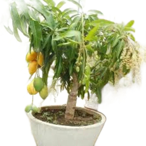 Fruit Plant Nurseries