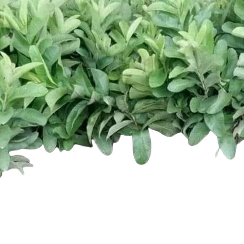 G Vilas Guava Plants