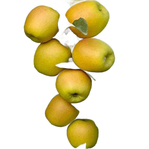 Golden Apple Plant