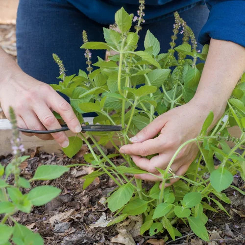 Green Herbal Plant