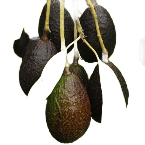 Lamb Hass Avocado Plant