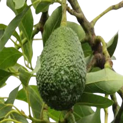Maluma Avocado Plant
