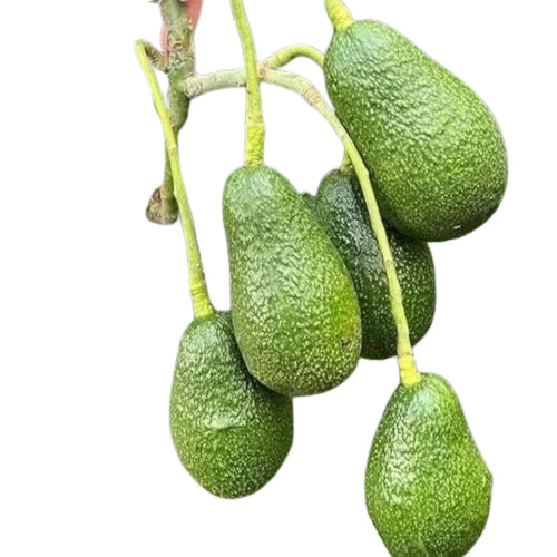 Pinker Ton Avocado Plant