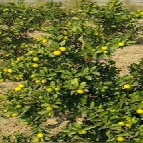 Balaji Lemon Tree