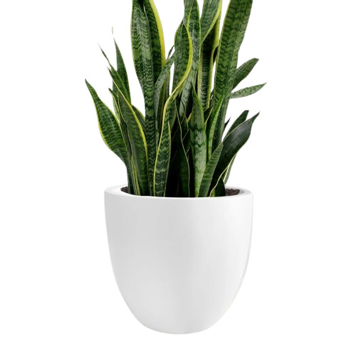 Jp White Bowl Planter