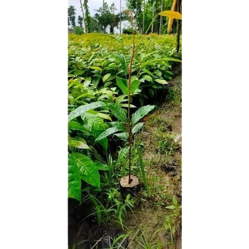 Mahogany Plants