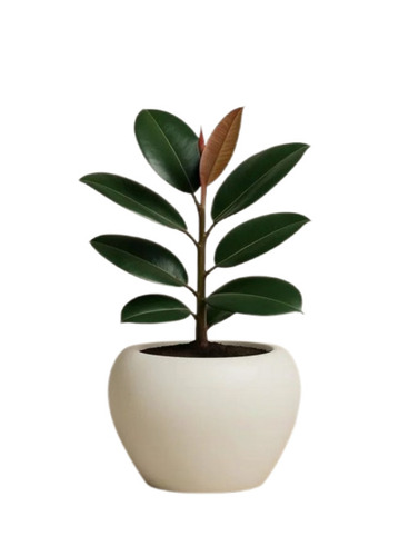 Small White Planter