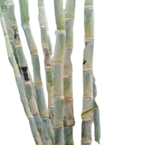 Sugarcane Plants 265