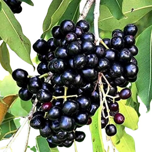 Thai Black Jamun Plant
