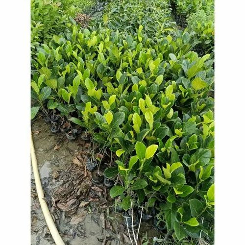 Thailand Jackfruit Plant