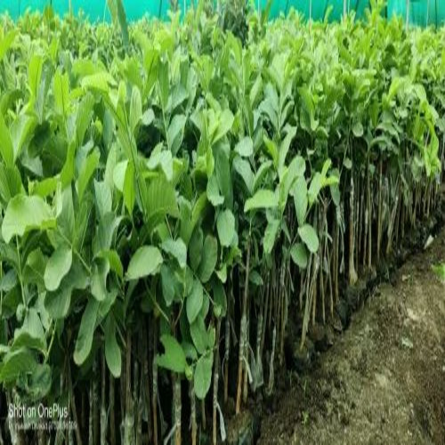 Vnr Guava Plant