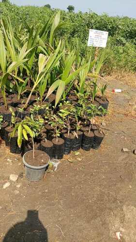 Chiku Plant - Color: Chikuplant
