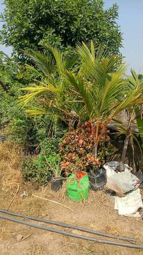 Coconut Tree - Breed: Mango Plant
