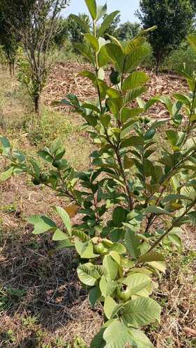 Guava Tree - Density: Guavaplant