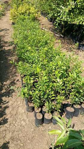 Lemon Plant