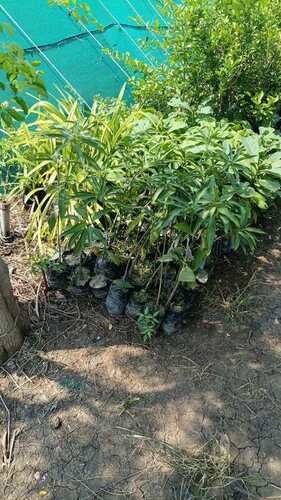 Mango Plant