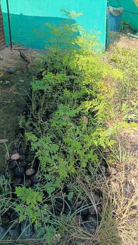 Moringa Plant