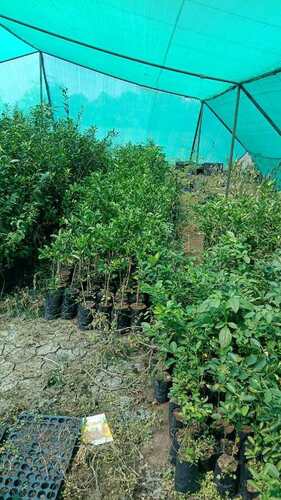 Orange Plant